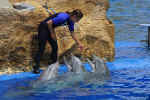 SeaWorld0119.jpg (77905 bytes)