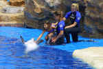 SeaWorld0142.jpg (67564 bytes)