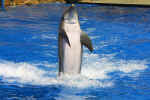 SeaWorld0146.jpg (59766 bytes)