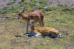 WildAnimal0065.jpg (110851 bytes)